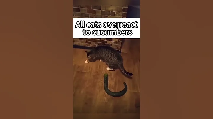 Video 10336321: pets funny cats cucumber, cats cucumbers compilation, cats cucumber scare, funny cat reaction compilation, laugh cats hilarious, loud cat