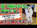 【2ch動物スレ】犬「噛みます。吠えます。臭いです」猫「噛みません。静かです。無臭です」←これ