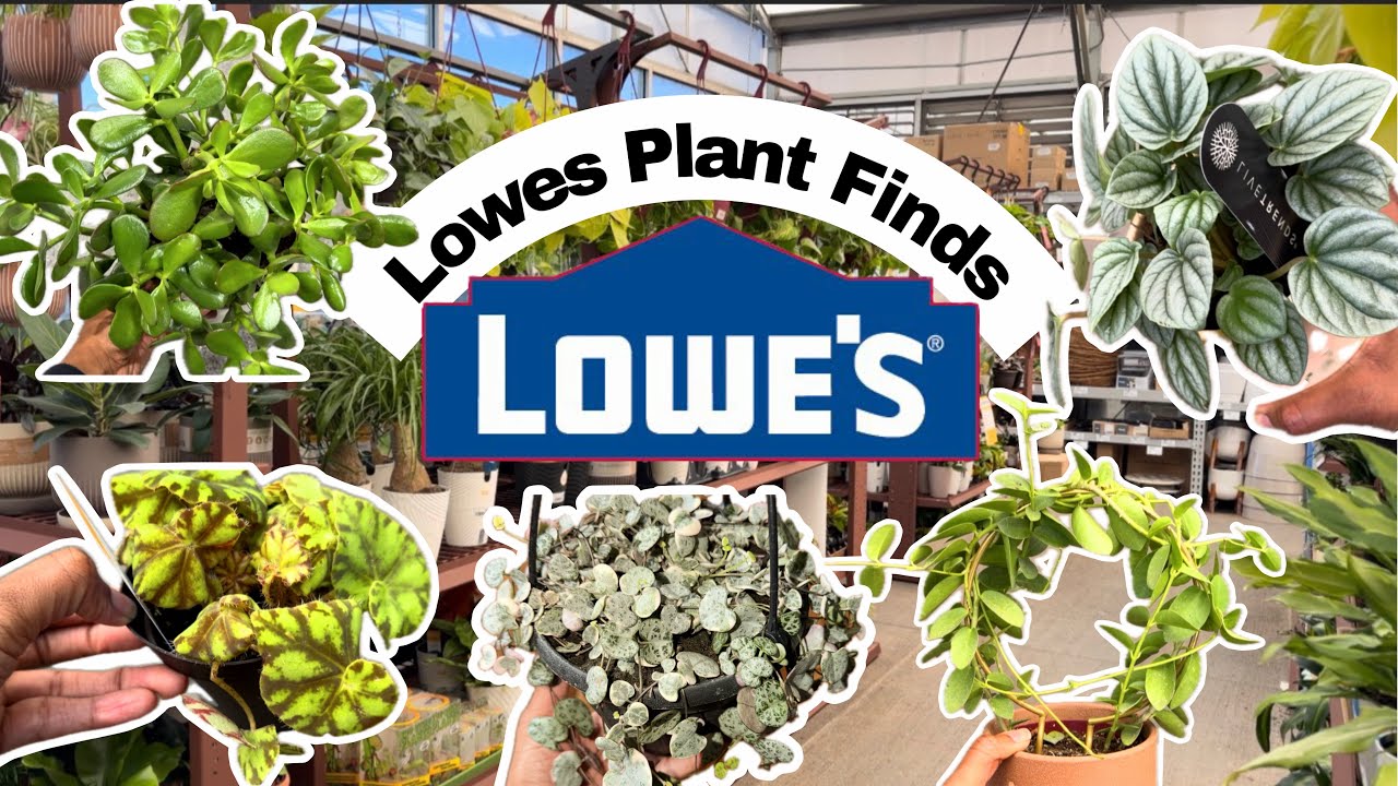 Big Box Plant Shopping at Lowe’s in Virginia
