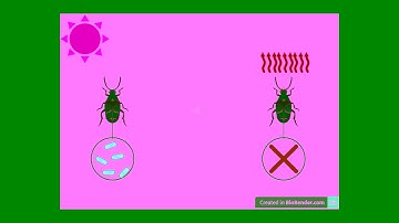 2025 12 11 Caccamese Luca PresentationFinal