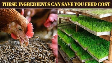 Reduce Chicken Feed Costs with These 7 Alternative Ingredients