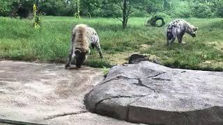 New Twin Hyenas: Fort Wayne Childrens Zoo