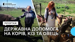 На Кіровоградщині власники корів, кіз та овець можуть отримати допомогу від держави