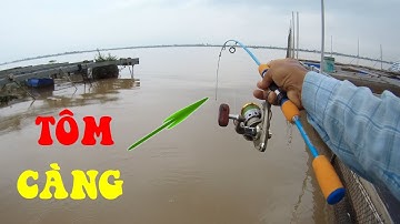 🐟Buổi Chiều Mưa Trốn Làm Đi Câu Bè Mỹ Xương Đầu Dính Cá Đuôi Dính Tôm Càng Kéo Đã Tay Ghê🐟