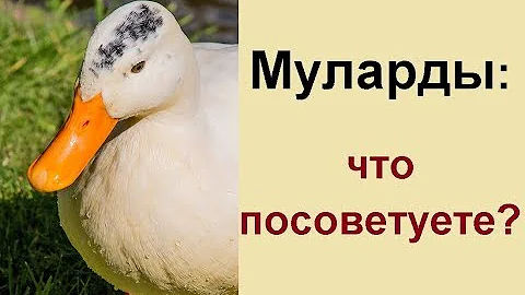 Утки муларды 67 дней - вес мяса