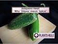 Jalapeno heat why stripes mean spice from plantsrule