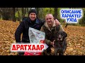 Дратхаар - лучший помощник охотника. Описание породы. Характер. Уход.