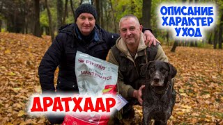 Дратхаар - лучший помощник охотника. Описание породы. Характер. Уход.