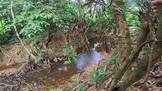 Pulai Meresa Tanah Alu Ngambi Ruas Ari Ladang Sepatong