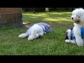 今日のオハナとパトラ Old English Sheepdog の動画、YouTube動画。