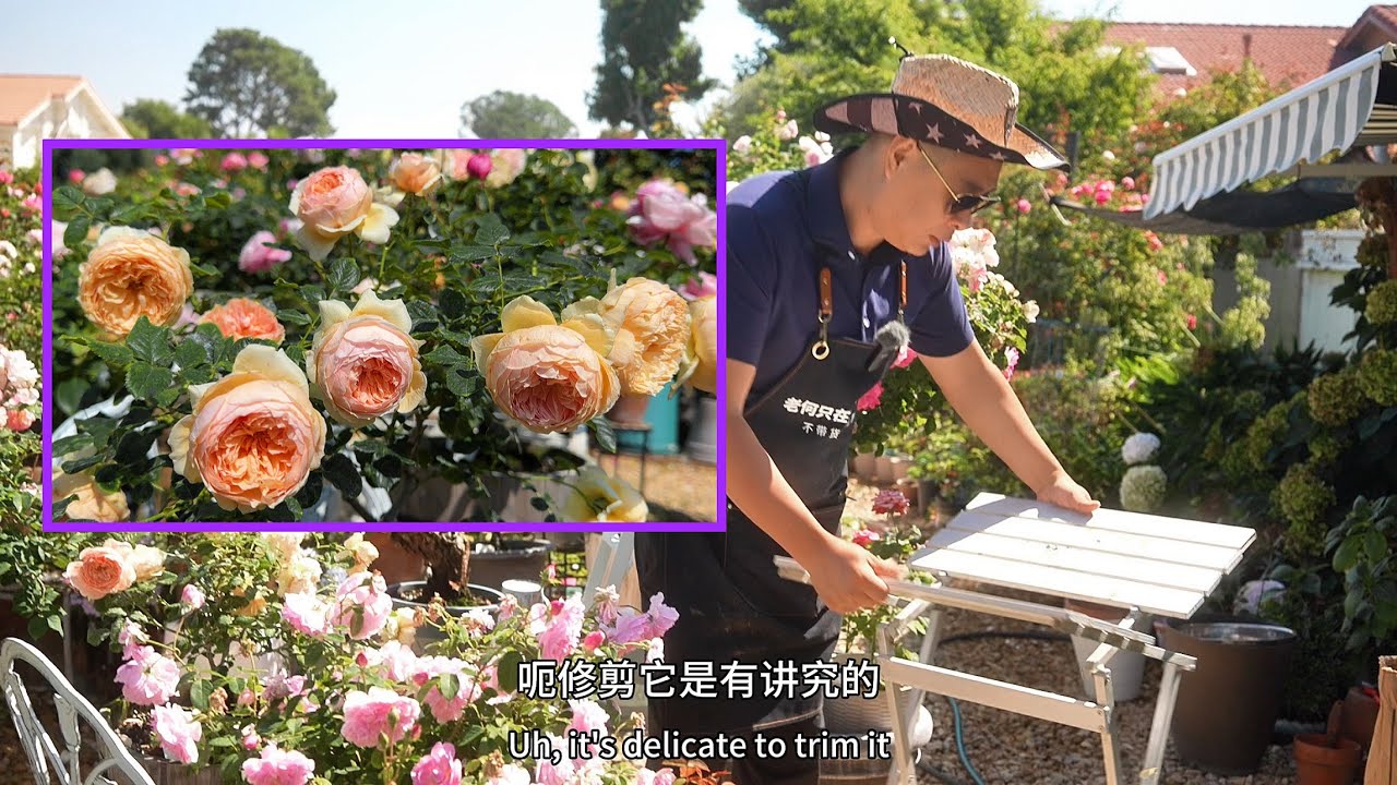 学会这招 玫瑰开花又多又硬 不垂头 园艺篇672