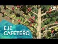 Eje cafetero - Día a Día - Teleamazonas