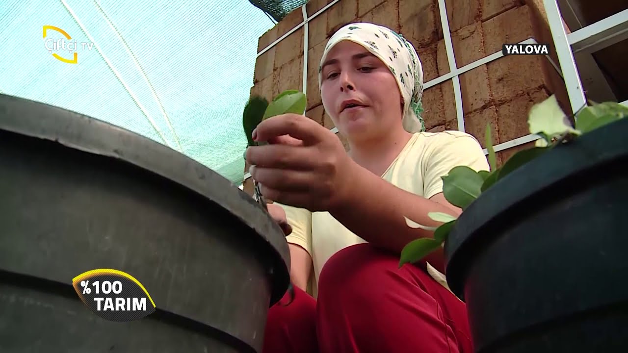 % 100 Tarım-Süs Bitkisi Yetiştiriciliği