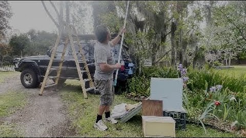 Bee swarm high tree top, Net catch