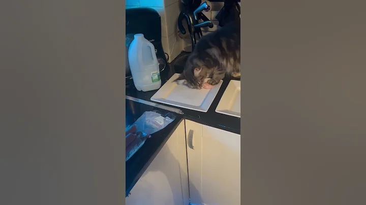 Watch the video about Maine coon Vladimir steals the foxes sausage 😂#cat #kitten #mainecoon #cute #catlover #sausage