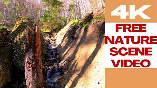nature 4K 669 🌳 Free Torrent Scene Video