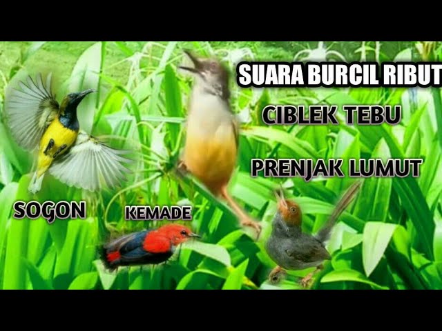 SUARA PIKAT BURUNG KECIL KOMBINASI CIBLEK TEBU SOGON PRENJAK KEMADE class=