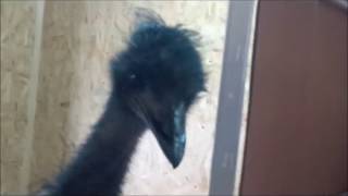 Emu birds noises by Mefi 100 80 views 6 years ago 2 minutes, 35 seconds