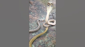 Cobra in Defense Mode as Intruders Approach! #shorts #ytshorts #trending #viral #viralshorts