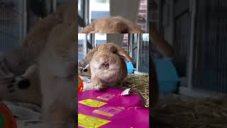 🐰👶😂 Hilarious Lop Eared Rabbit Baby Antics! Cuteness Overload! 🐇👀 #Funnybunnybabies 🤣❤️