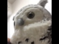 フクロウの歌