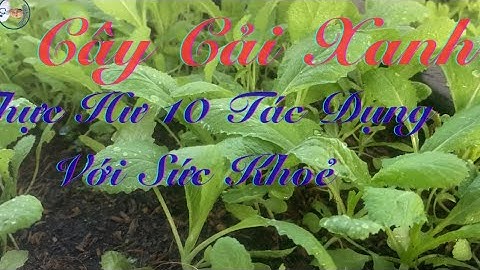 Cây Cải Xanh -Thực Hư 10 Tác Dụng Với Sức Khoẻ