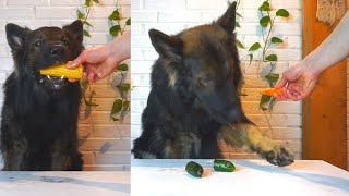German Shepherd RATES DIFFERENT FOODS by Buddy & Friends 6,558 views 3 years ago 6 minutes, 53 seconds