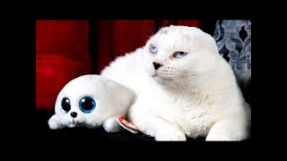 Cuddly Cat With No Ears And Blue Eyes Looks Just Like His Toy Seal Best Friend