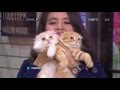 Kucing Jenis Scottish Fold Dengan Telinga Unik Ini Bikin Gemas