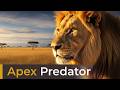 Lion Documentary | The Life of Lions in the Wild | African Lions | Animal Behavior | Aster Animals