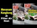 Menanam kangkung di Filter Air ikan