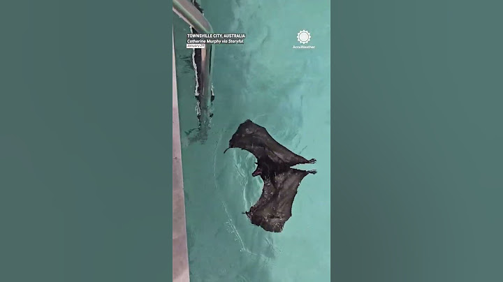 that swims over to rescuer after getting stuck in the water