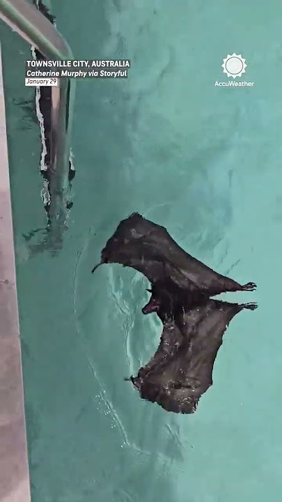 that swims over to rescuer after getting stuck in the water