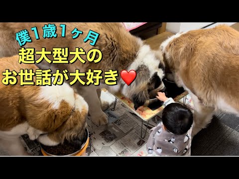 【超大型犬セントファミリー】餌を食べるもも・とと・ららのお世話をする1歳1ヶ月の孫