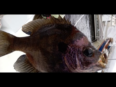Does Captain Crunch Cut the Roof of Your Fish's Mouth When They Eat It?