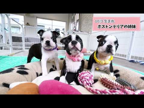 10/3生まれのボストンテリアの女の子達💛