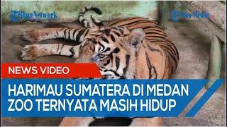 Sempat di Isukan Mati, Kondisi Harimau yang Viral Makan Rumput Ternyata Masih Hidup