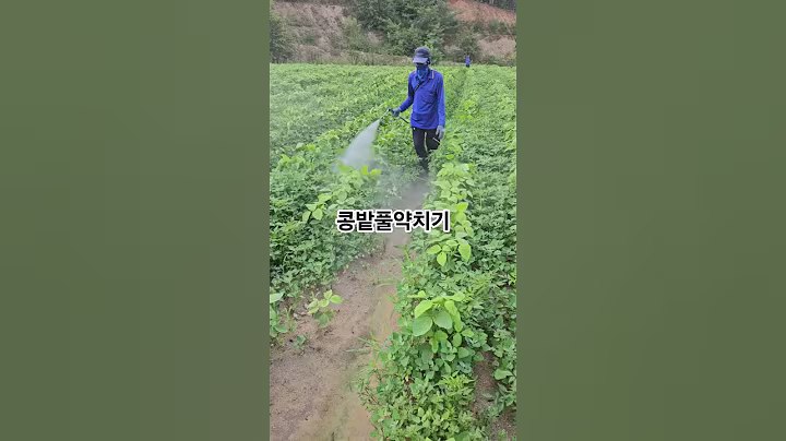 콩밭에 풀이많아서 약으로 죽입니다 #농사 #farming
