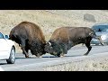Yellowstone Bison During the Rut - Some Cute, Some Fighting