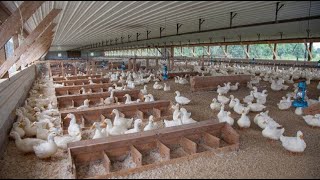 جولة في مشروع البط الفرنسي اللاحم المربع وكيفية انتاج البيض