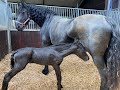 The birth process of Reintje and her colt Minze Teije the Friesian Horses. Reintje with high fever!😥