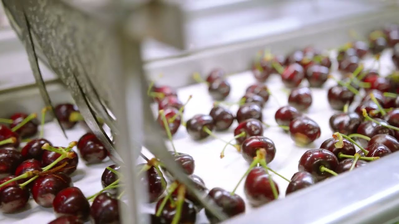 Chelan Fresh Seahawk Packaging - Red Cherries: From the Orchard to You!