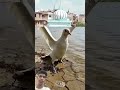 #yaallah 59