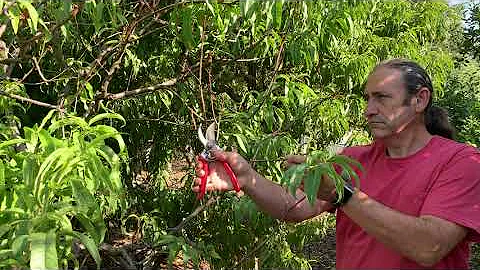Summer Pruning for Fruit Trees