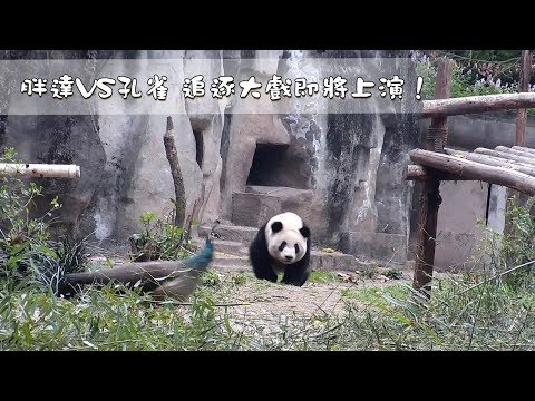《熊貓早晚安》胖達VS孔雀 追逐大戲即將開演！| iPanda