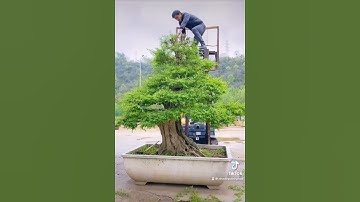 Tạo hình cây duối đẹp nhất Việt Nam