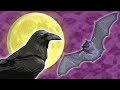 Spooky Animals Quiz