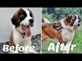 Watch Saint Bernard puppy grow | From 2 Months to 16 Months