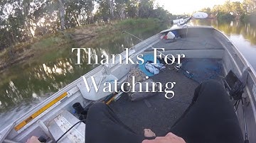 Insane Surface Action!! // Murray Cod