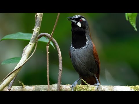 Tepus kaban, burung semak yang cantik cenderung sulit dilihat saat mencari makan